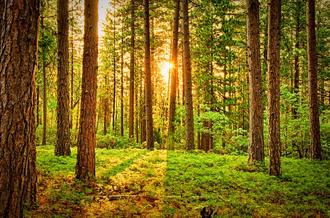 A serene forest scene with sunbeams filtering through tall pine trees and lush green undergrowth.